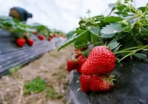 草莓熟啦今年独山子周边草莓采摘地全在这了走起
