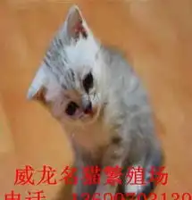 英短短毛猫性格刚烈好动,机智灵活,好奇心特强