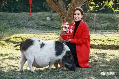 傅嘉莉助养叻叻猪照顾一世
