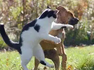 搞笑动态趣图gif我是汪不是猪
