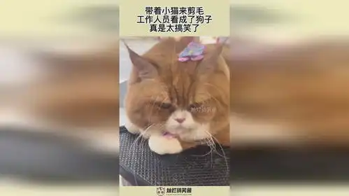 带着小猫来剪毛,工作人员看成了狗子,真是太搞笑了
