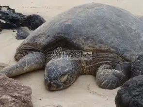 海边沙滩上的海龟商用正版图片下载图片id1583875动物世界正版图片
