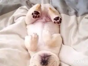 纯种英国斗牛犬一只