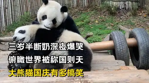 三岁半断奶深夜爆哭,俯瞰世界被称国则天,大熊猫国庆有多搞笑
