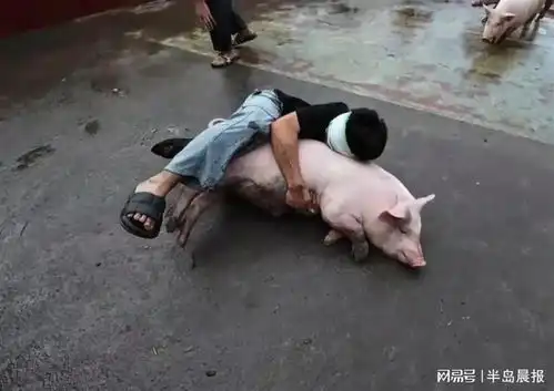广西多人挑战蒙眼抓猪,笑翻全场观众限时内逮住猪可直接带走
