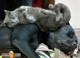 喵喵和旺旺的和谐生活
