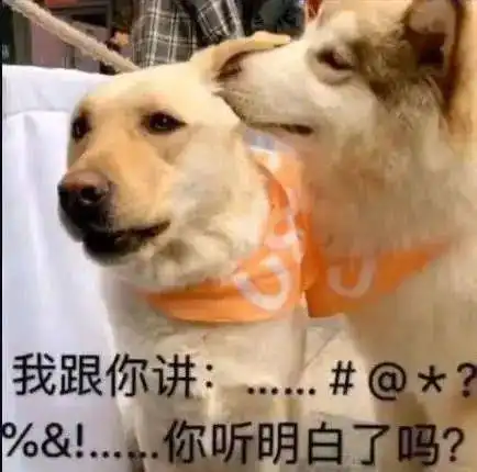 好不容易被放出来的狗狗偶遇小伙伴后...主人我太难了