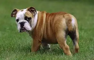 慵懒的老佛爷,行走的表情包英国斗牛犬
