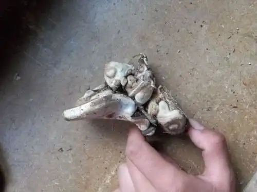请问这是什么东西采蘑菇的时候发现挺好玩的就踩回来了
