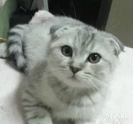 提供各类品种猫