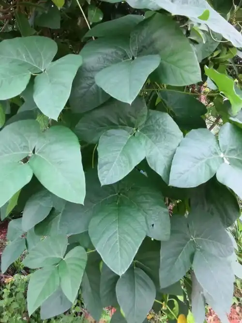 客家地区这种植物有微毒,可有人偏偏爱吃它
