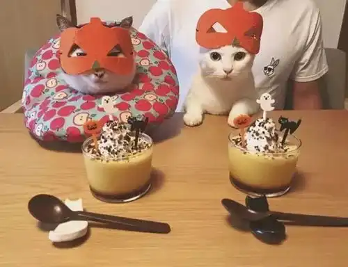 火爆ins网红猫的一日三餐怀里抱着猫,老婆做着饭,这位小哥哥才是人生赢家
