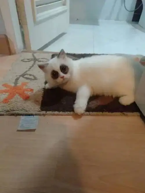 猫奴说她家的猫有严重黑眼圈,晒出猫片后,网友都笑喷了
