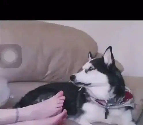 哈士奇搞笑图片表情包搞