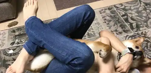 主人抱住柴犬玩耍,狗狗以为玩的很嗨,宠主最后却悲剧了

