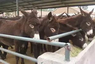 不足为怪聪明的养殖都在搞这些特种养殖项目
