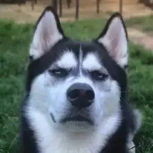 当斗牛犬喜欢上哈士奇,那画面太美我不敢看
