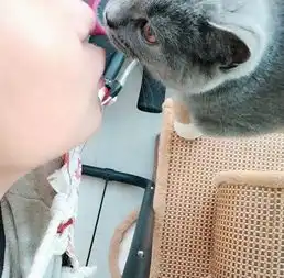 大庆宠物猫绝育