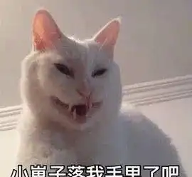 猫奴,就是表面是大爷实则是孙子
