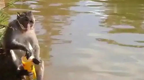 水里放一艘玩具船,猴子的表现搞笑了
