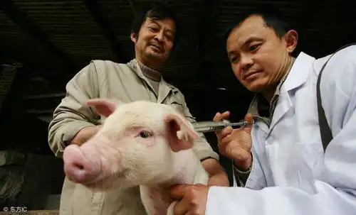养猪想秋冬季不掉膘秋冬季育肥猪饲养关键在哪里

