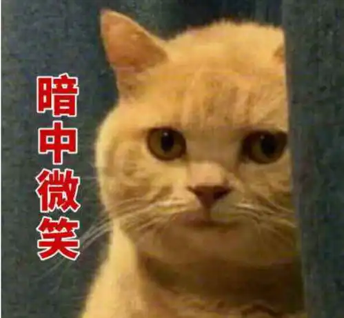 你是一个合格的铲屎官吗
