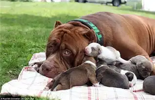 76公斤的斗牛犬听着可怕,可他第一次当爹的表情
