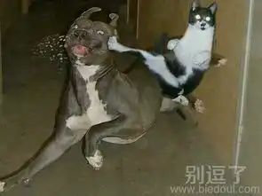 最新幽默笑话大全,搞笑段子大全,搞笑动态图片大全第2821页别逗了笑话网
