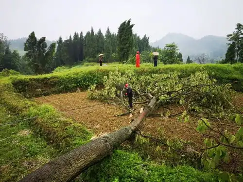大风冰雹灾害灾后重建工作有序推进
