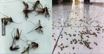 这一招只花2元就能杀千只蚊子,家里再也看不到蚊子出现了
