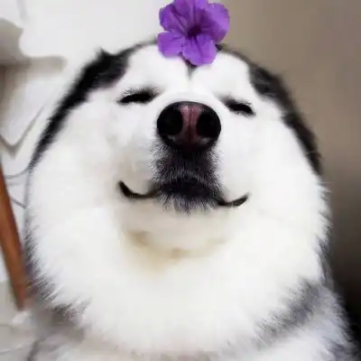 萌狗头像呆萌狗狗图片头像可爱
