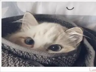 开局一双天帝之眼
