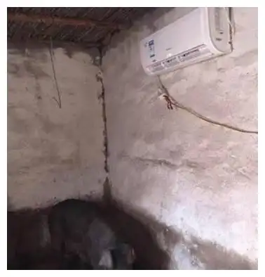 搞笑图片幽默段子笑话现在的猪还有空调吹,真金贵呀
