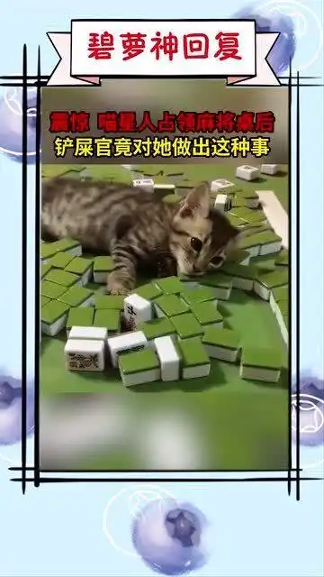 爆笑片段这猫是不是叫麻将,你们是不是要打麻将
