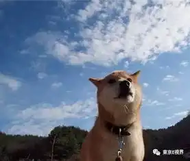泪目16岁柴犬北登去世,你的表情包里肯定有它
