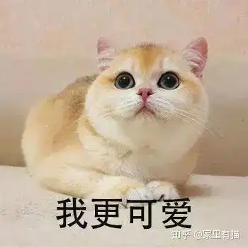 养英短好还是美短好