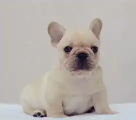 憨厚斗牛犬幼犬出售,血统纯正,包纯包健康
