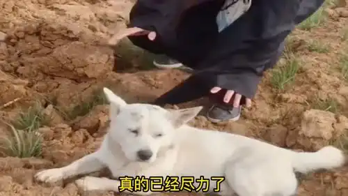 爆笑这二货狗子,到底怎么进去的啊
