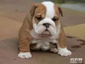 顶级精品纯种健康,英国斗牛犬,法国斗牛犬,签活体协议
