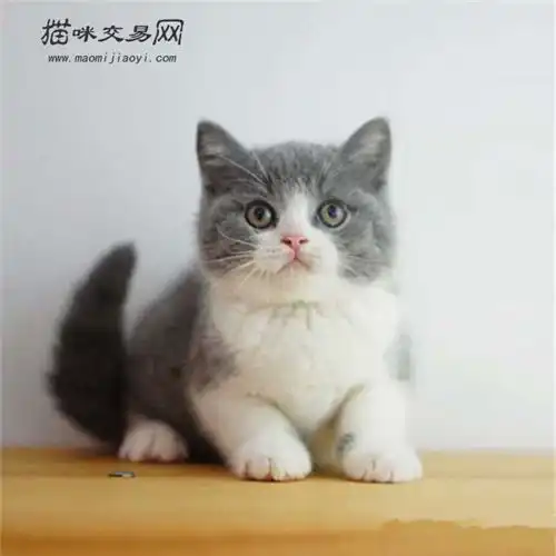 英短蓝白猫吃什么食物好在饲养中应注意哪些事项
