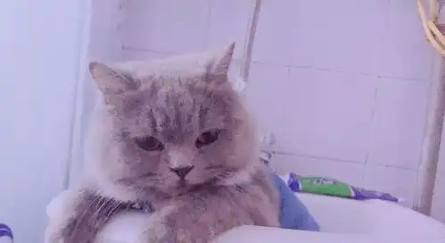 猫咪洗澡的七种正确姿势,铲屎官洗猫总被抓,用对手法很重要
