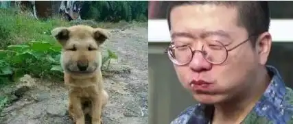 柳岩吐槽李诞像被蜜蜂蛰过的狗,网友有考虑过狗的感受么
