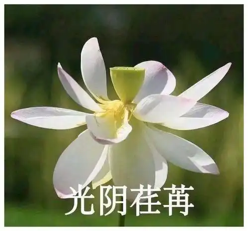 十条笑话我觉得岁月并不是杀猪的刀,根本就是猪饲料吗
