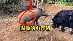 全国丈母娘统一理想女婿标准,竟然要求这么低,你们怎么看
