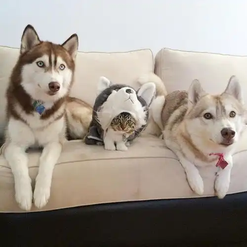 一只自以为是狗的猫,太萌了
