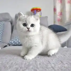 关于英短和美短性格的不同还傻傻分不清楚