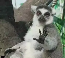 超级搞笑照片笑的受不了了
