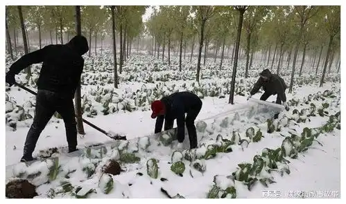 狂降10度倒春寒真的要来了,专家提醒,农民警惕风险
