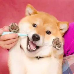 这只狗狗是戏精本精了连刷牙都不放过
