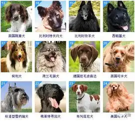 狗狗智商大排行,你的汪挤进前十了吗
